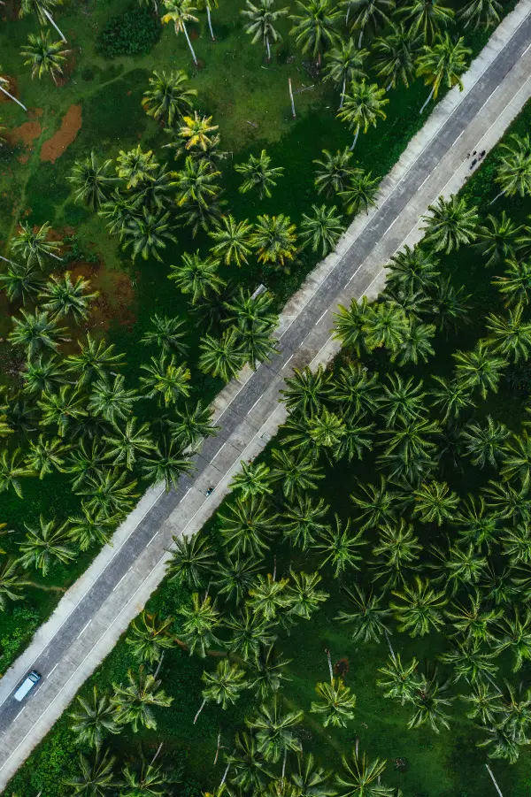 Road through a palm forest seen from above